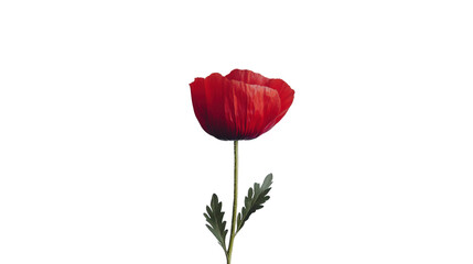 Obraz premium Red rose bouquet Transparent background, PNG file