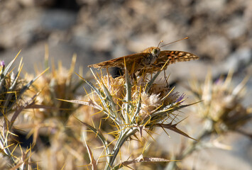 Argynnis Pandora or Cardinal butterfly on a dry thistle in Uzbekistan