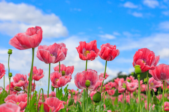 Mohnbl&uuml;te im Frau-Holle-Land