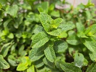 Peppermint leaf texture close up, pattern of green mint leaves, close up view. Freshness organic background.