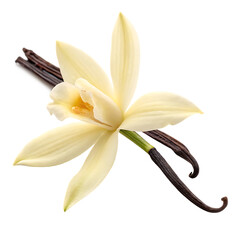 A single beautiful white vanilla flower or orchid with a yellow center isolated on a transparent background png