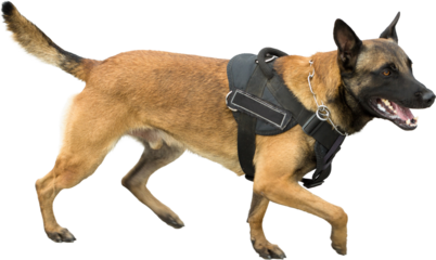 Malinois belgian shepherd guard the border. The border troops demonstrate the dog's ability to detect violations.