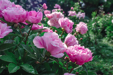 Lush delicate light pink flowers and buds of peony on green bush after rain. Side view. Incredible photo of flowers, like picturesque painting.