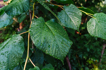 Wet linden leaves with raindrops on a dark blurred background. Rainy day, for website, for blog,...