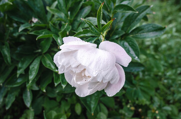 Lush rich white peony flowers on green bush after rain. Side view. Incredible flower screensaver....