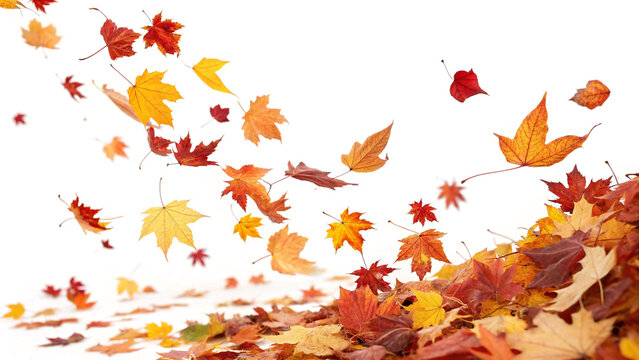 Bright red, orange, and yellow maple leaves are falling against a white background, creating a vibrant and dynamic autumn scene with a pile of colorful leaves at the bottom