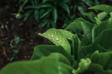 Raindrops on magnolia tree with green leaves after flowering season. Selective focus. Leafy rainy...