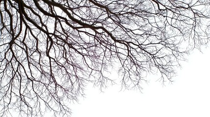 Bare branches reaching into winter sky on white background