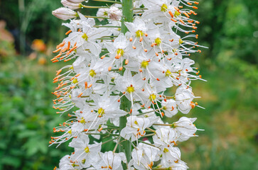 Eremurus himalaicus, with white flowers with yellow centers. Also known as Giant Desert Candle,...