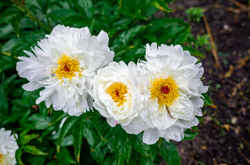 Water drops on crisp, lush white peony flowers on blurred nature background. Yellow pistil center....
