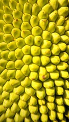 Texture and pattern of the outer skin of young jackfruit