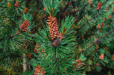 Brown pine cones on fluffy green pine branch in summer. Coniferous background. Idea for coniferous...