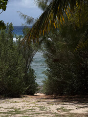 tropical forest with palm trees