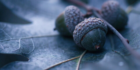 Close up of acorns resting on a textured oak leaf, evoking the serene and melancholic atmosphere of autumn, with soft, cool tones enhancing the natural beauty of the scene