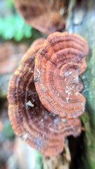 Inedible wood fungus grows on rotting logs