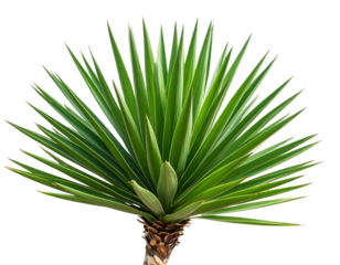 Spiky green yucca plant with sharp leaves, isolated on transparent background PNG