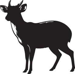 Indian Muntjac in silhouette purw white background.