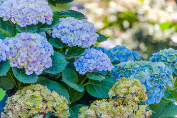 淡いパステルカラーの紫陽花が重なる瑞々しい花びらのクローズアップ