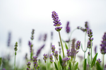 Blooming Lavender Flower in Natural Light