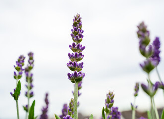 Blooming Lavender Flower in Natural Light