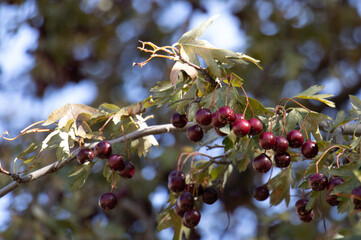 twig with cherry plumbs at village, Uzbekistan