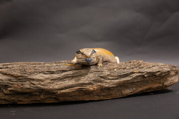 Blue Tongue Lizard on a log