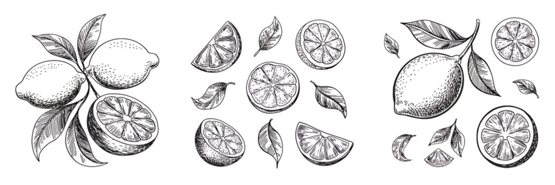 A Black and White Hand-Drawn Illustration of Lemons Fresh Citrus Fruit Design