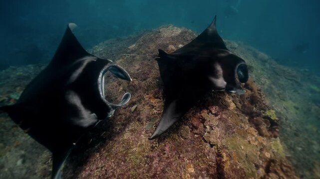 Majestic manta ray soars over the sandy bottom Raja Ampat, silhouette contrasting against blue depths, it glides effortlessly through water. Graceful black Manta Ray glides through clear blue waters
