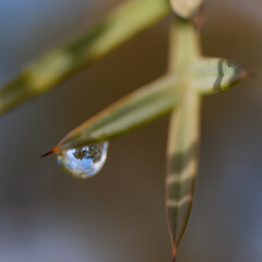 Secrets of a rain drop