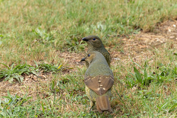 Two bowerbirds sitting together on the lawn