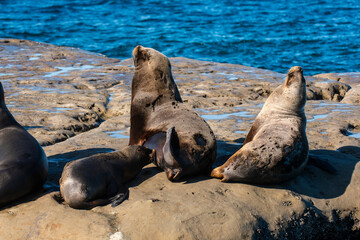 South American  Sea Lion , 
Peninsula Valdes ,Chubut,Patagonia, Argentina