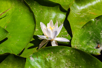 The image of a blooming water lily among the leaves in the lake.