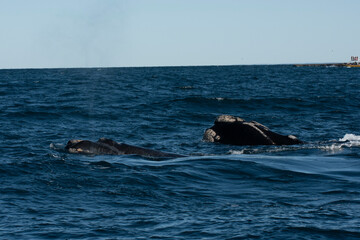 Fototapeta premium Sohutern right whale jumping, endangered species, Patagonia,Argentina
