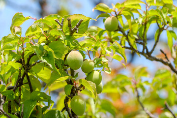 新緑の中で実る青梅の瑞々しいクローズアップ