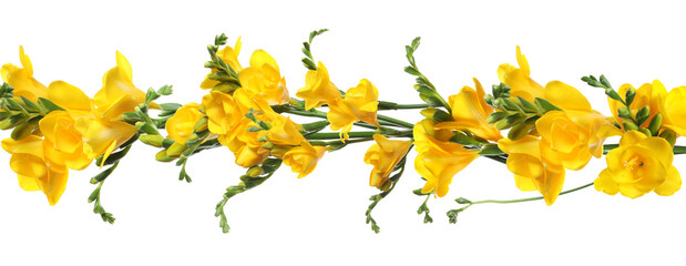 Beautiful yellow freesia flowers on white background