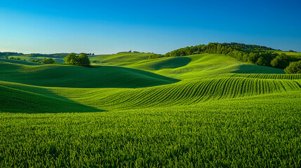 Naklejka premium Serene rolling green hills under a clear blue sky