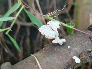 A delicate white polypore bracket fungus (likely Trametes sp.) on a branch, ideal for fungal ID,...