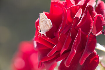 lampides boeticus or pea blue or long-tailed blue butterfly on a red rose