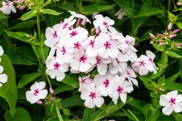 Phlox paniculata 'Famous White Eye' an herbaceous summer autumn flowering plant with a white and pink centred summertime flower, gardening stock photo image