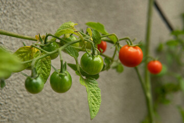 Closeup Fresh healthy unripe not ready to eat colourful cherry tomatoes plant growing in Australia