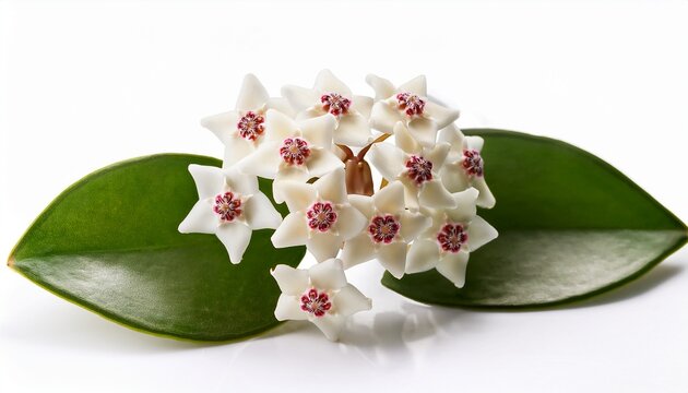 white flowers hoya carnosa with green leaf bunch of flowers isolated on white background