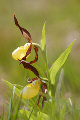 Orchidée Sabot de Vénus
