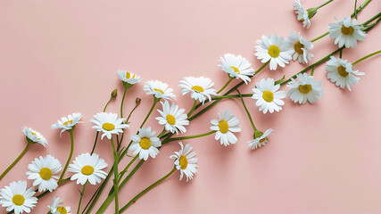 A simple and clean concept with white daisy chamomile flowers set on a soft pink background. Perfect for creative lifestyle, summer, and spring visuals. Offers copy space, flat lay, and top view