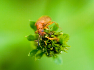 Brown beetle bug on small flower macrophotography 