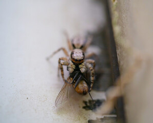 Close-up of a tiny spider eating fly 