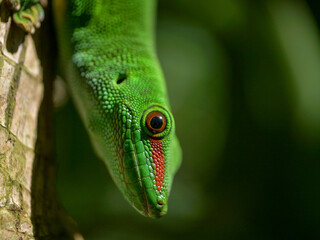 Extreme close-up of a lime green giant lizard in natural habitat 