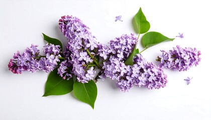 Delicate lilac blossoms on white background