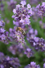 Sleeping Honeybee on Lavender Blossom in Evening Light