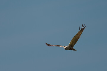 osprey in flight
