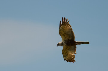 osprey in flight